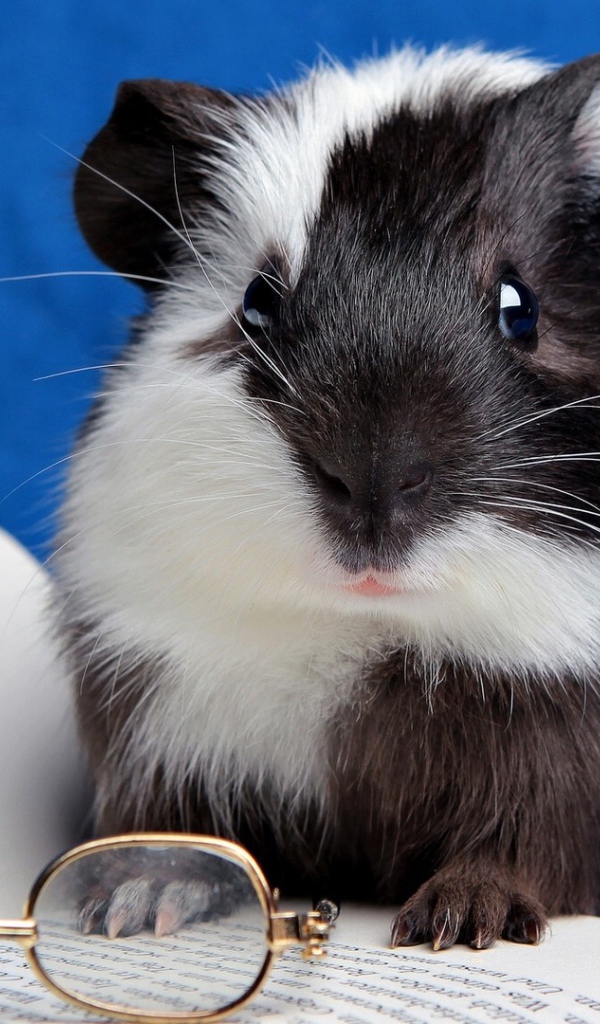 Хомячок с книгой 