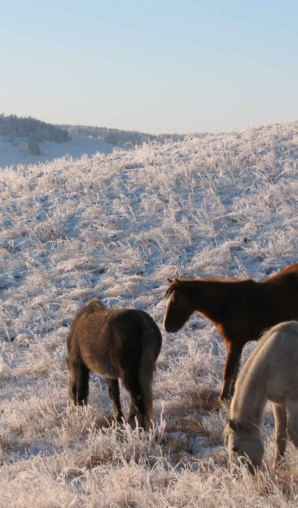 Лошади на зимнем поле