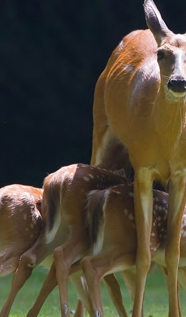 Mалыши косули с мамой