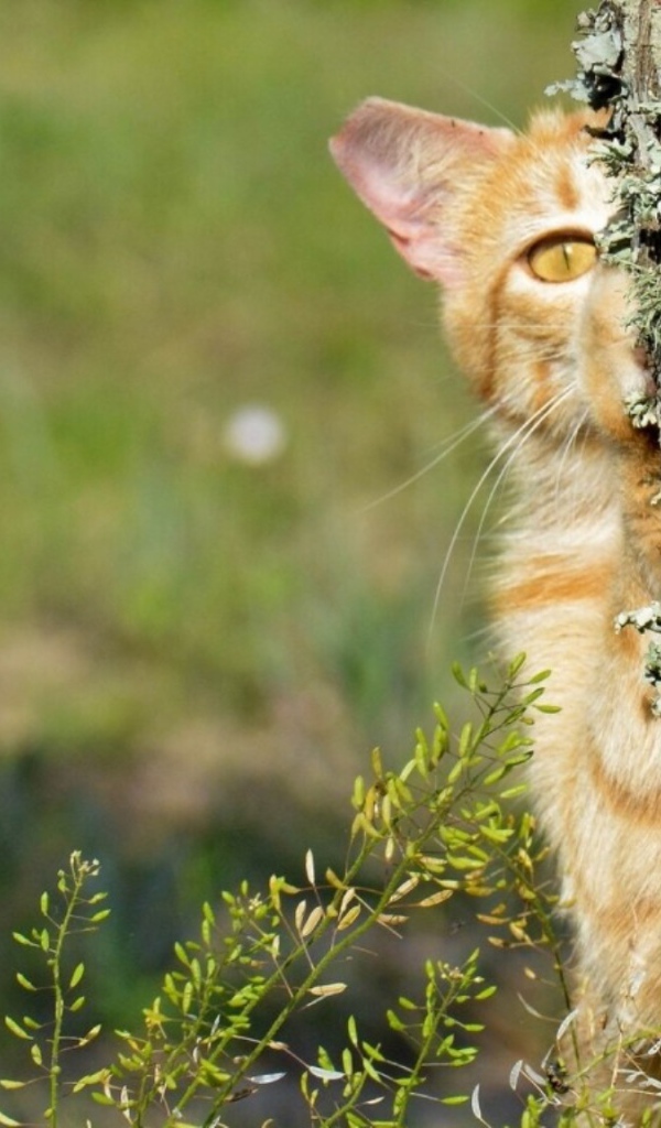 Котенок прячется за деревом