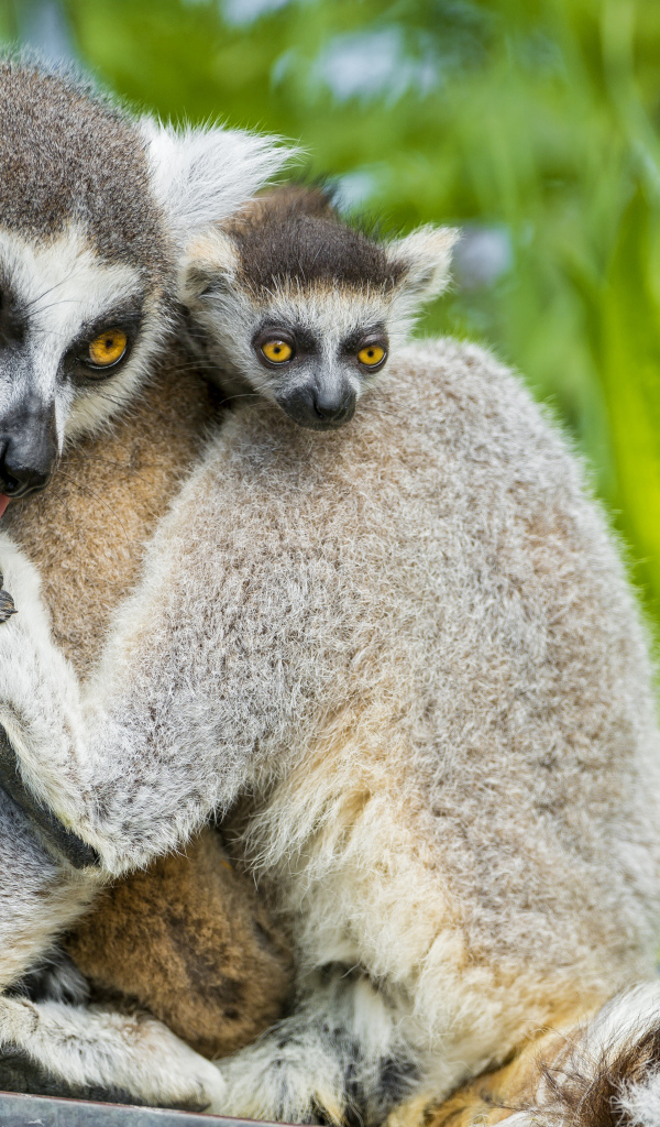 Лемур с детенышем