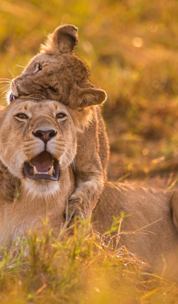 Львица и детёныш на травке
