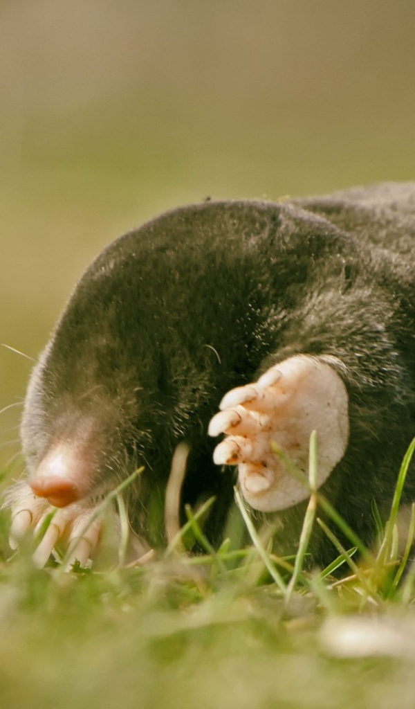 Kрот в лучах солнца