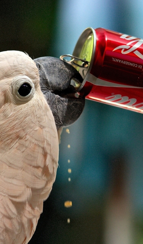 Попугай пьет газировку