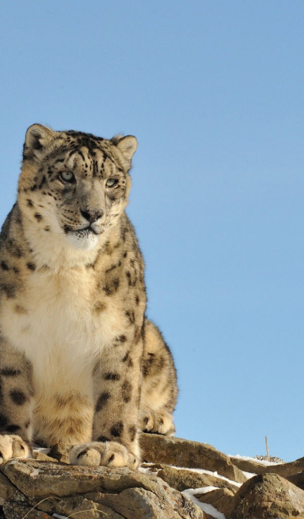 Грустное животное