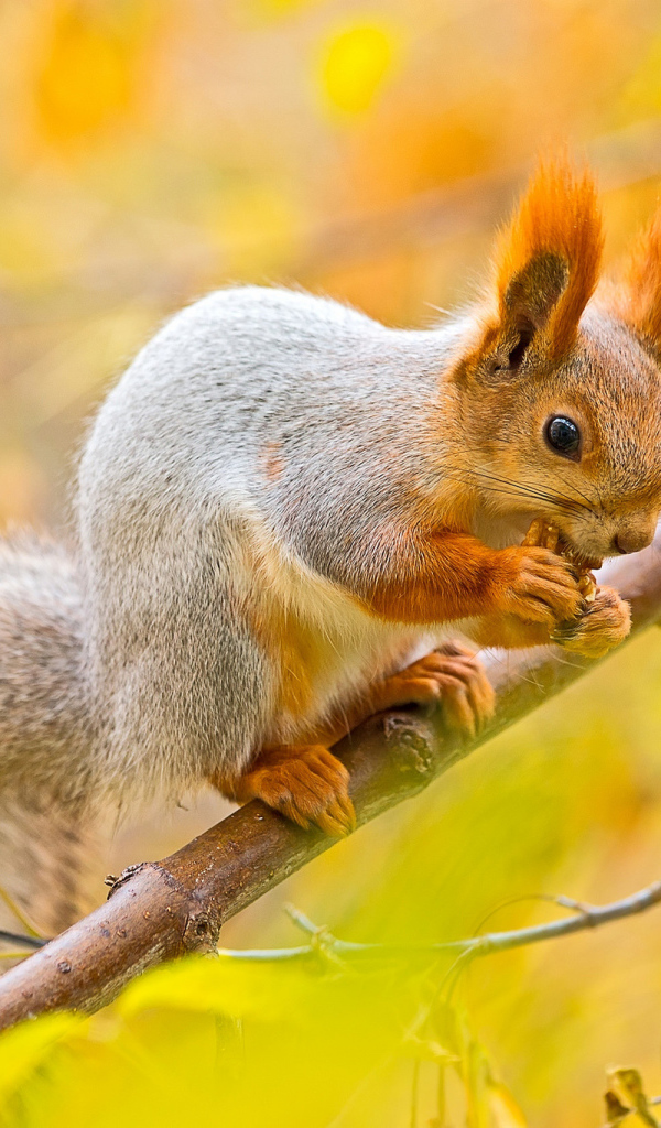 Белочка в осеннем лесу