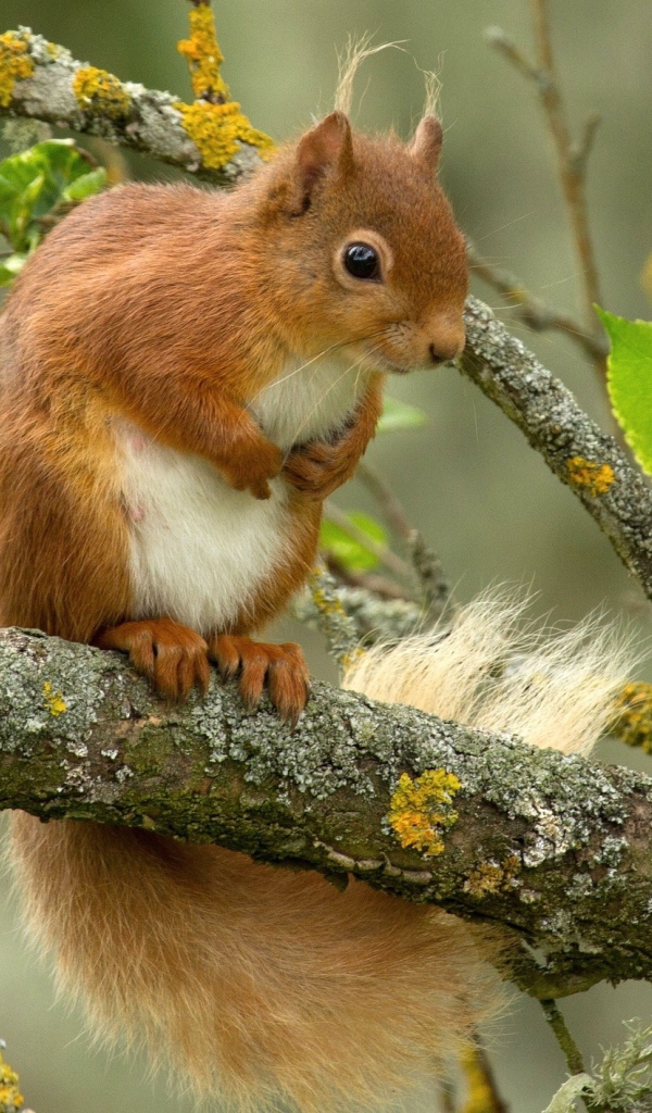 Белка сидит на ветке