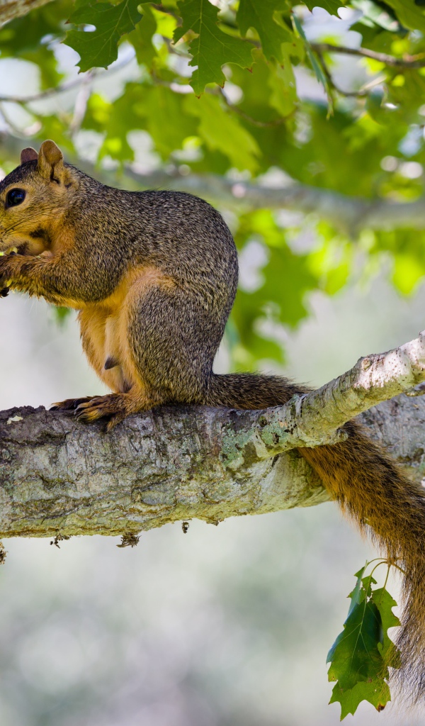 Белка сидит на дереве