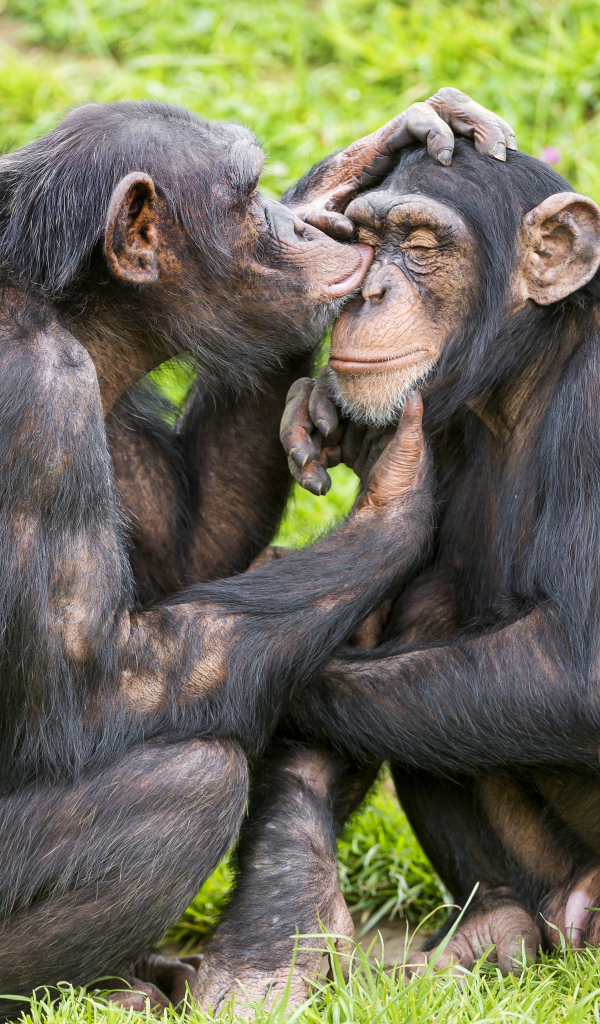 Сладкая парочка шимпанзе