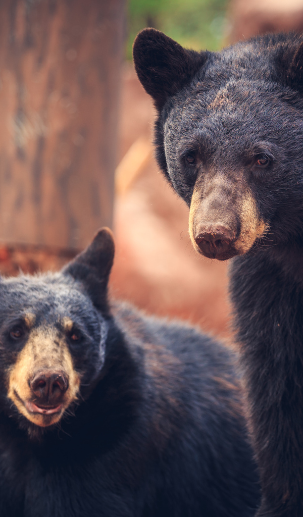 Два медведя среди деревьев