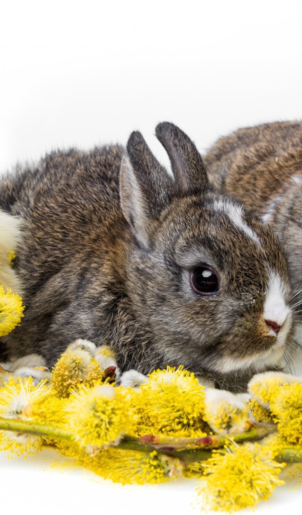 Два кролика и цыпленок
