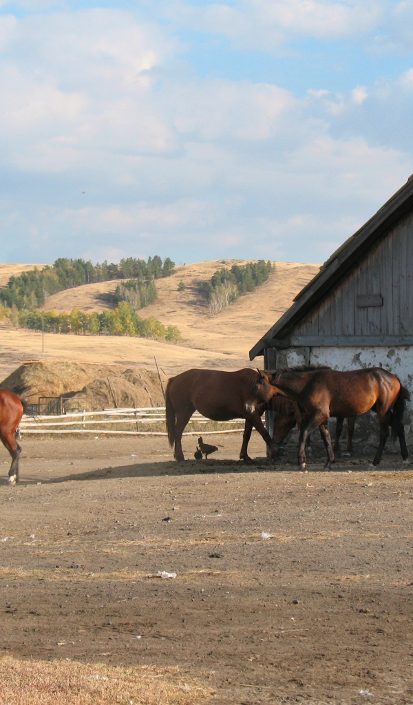 Прогулка у конюшни