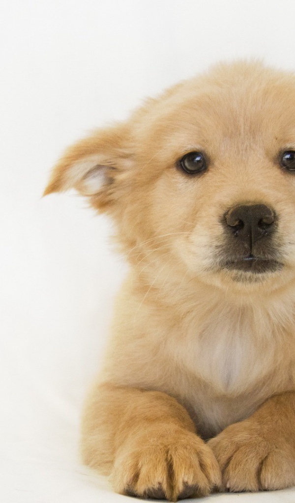 Белый щенок