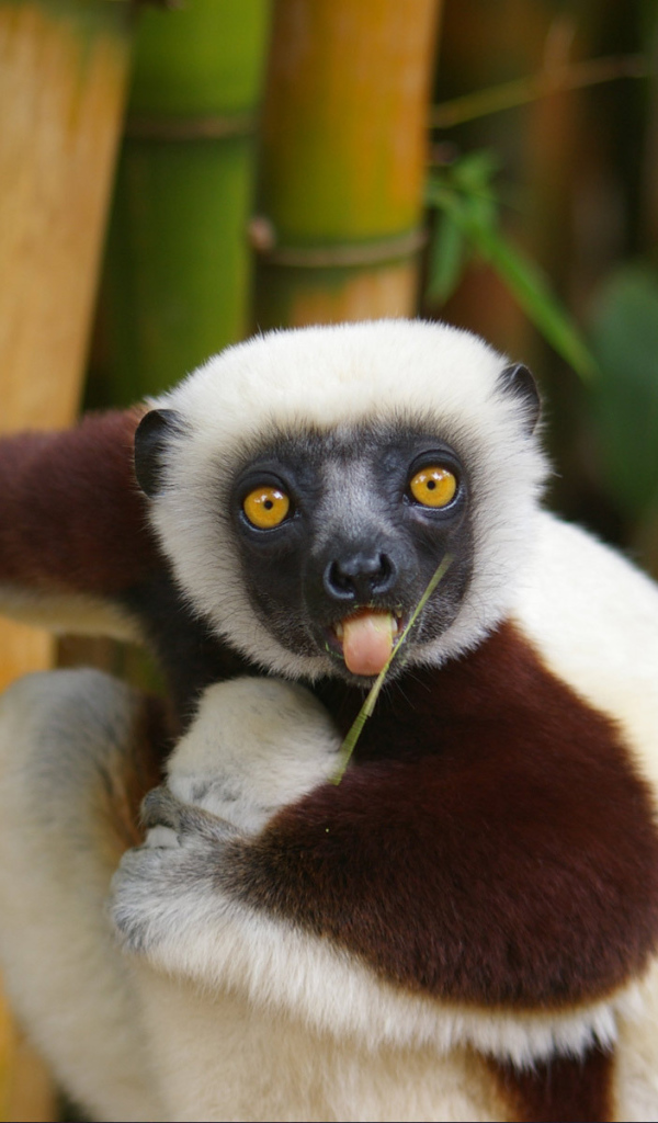 Бамбуковый медведь показывает язык