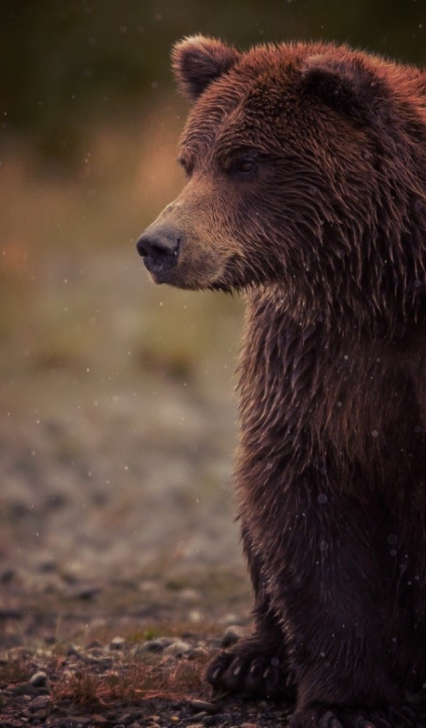 Медведь и туман