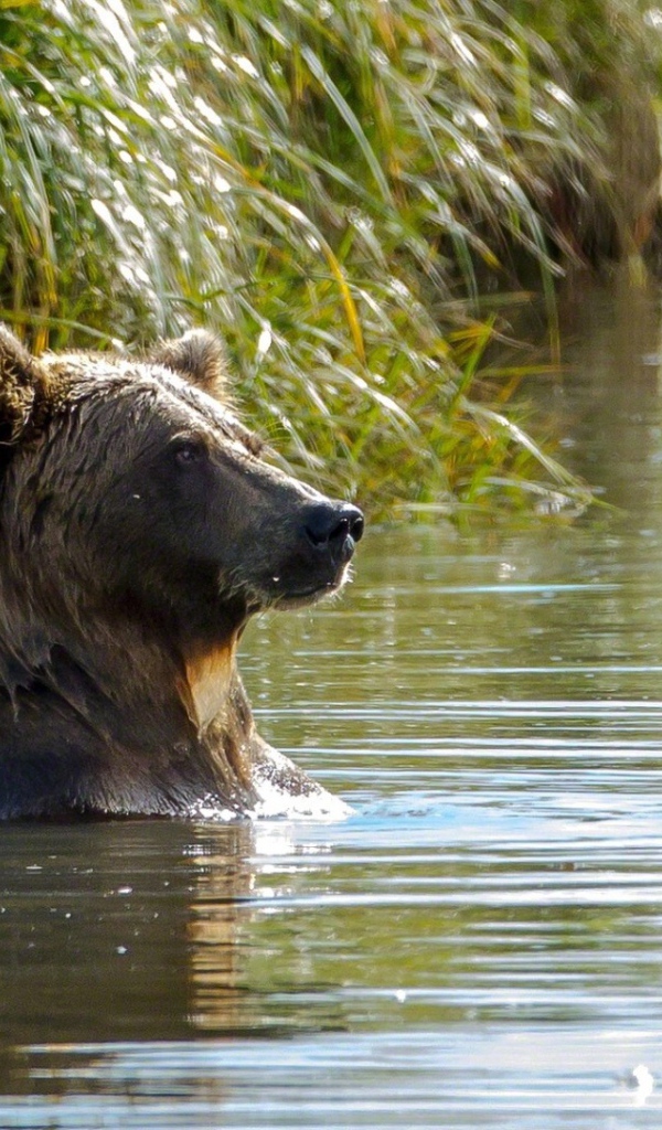 Медведь в воде