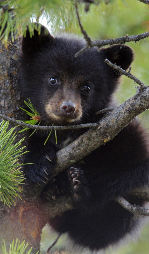 Медвежонок сидит на дереве