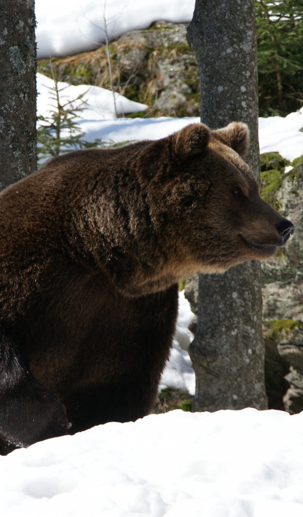 Медведь проснулся весной