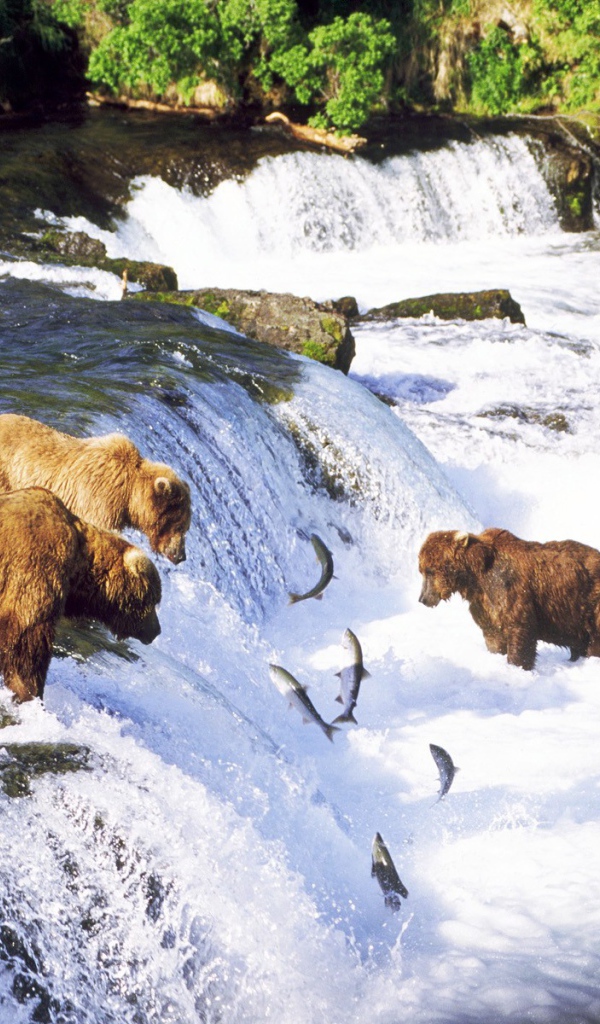 Медведи ловят рыбу