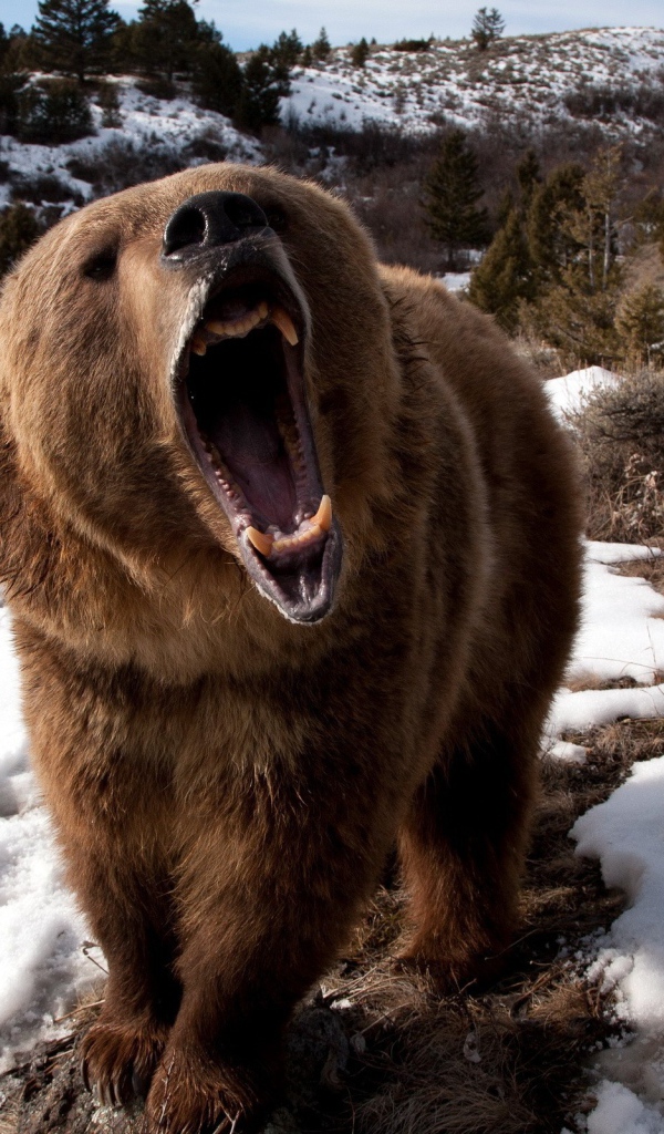 Гризли после зимней спячки