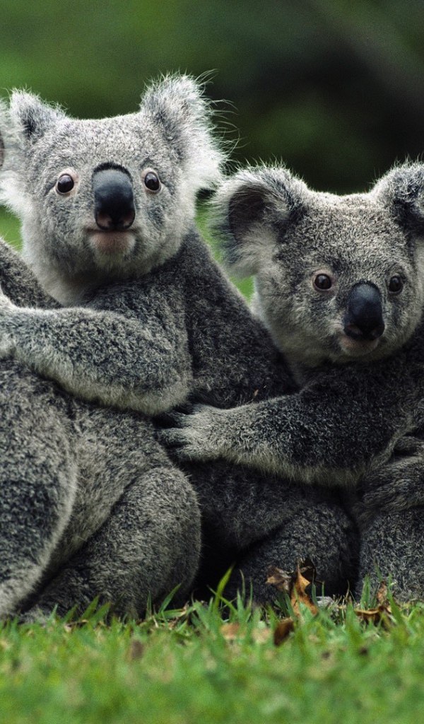 Коала дружная семья