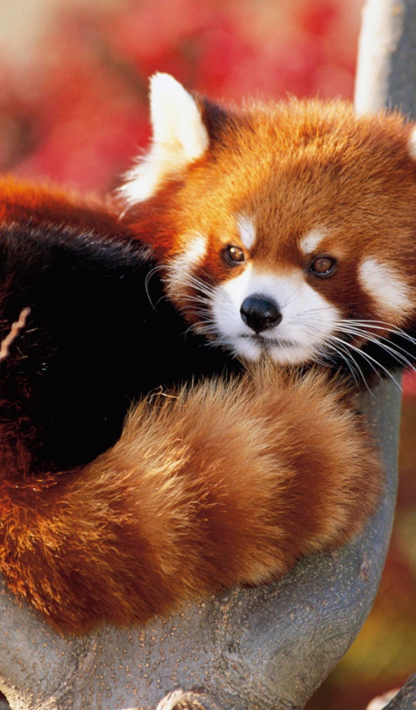 Панда Лессера в Японии