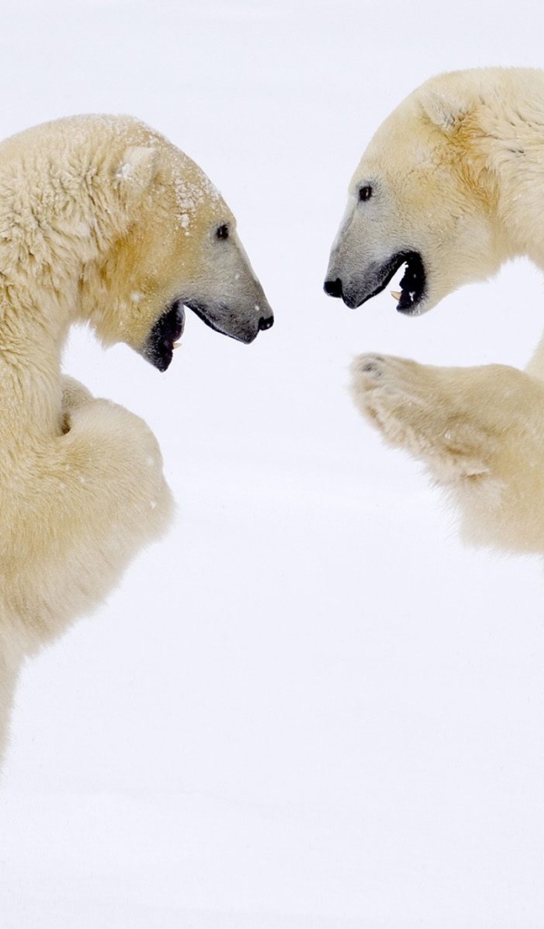 Схватка белых медведей