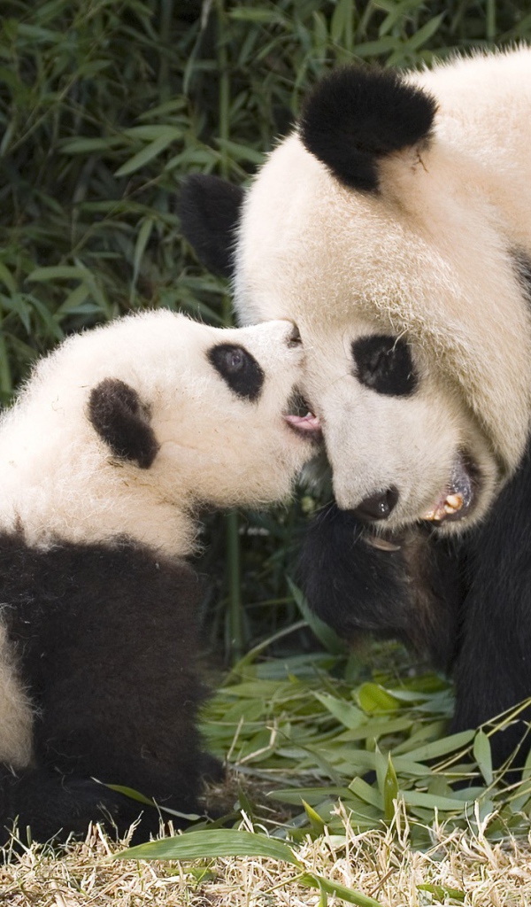 Панда с детенышем