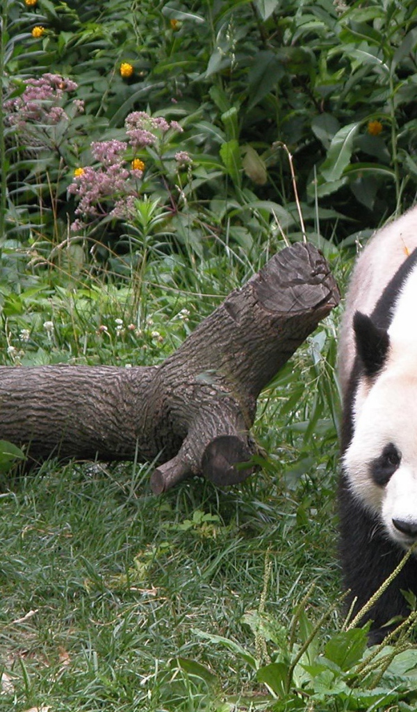 Панда гуляет по лесу