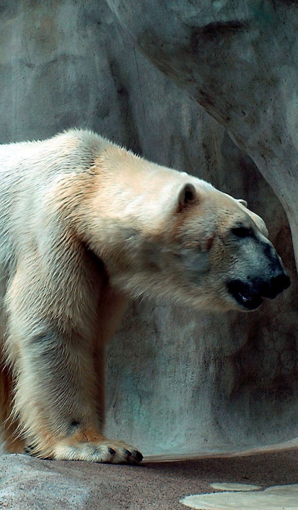 Полярный медведь
