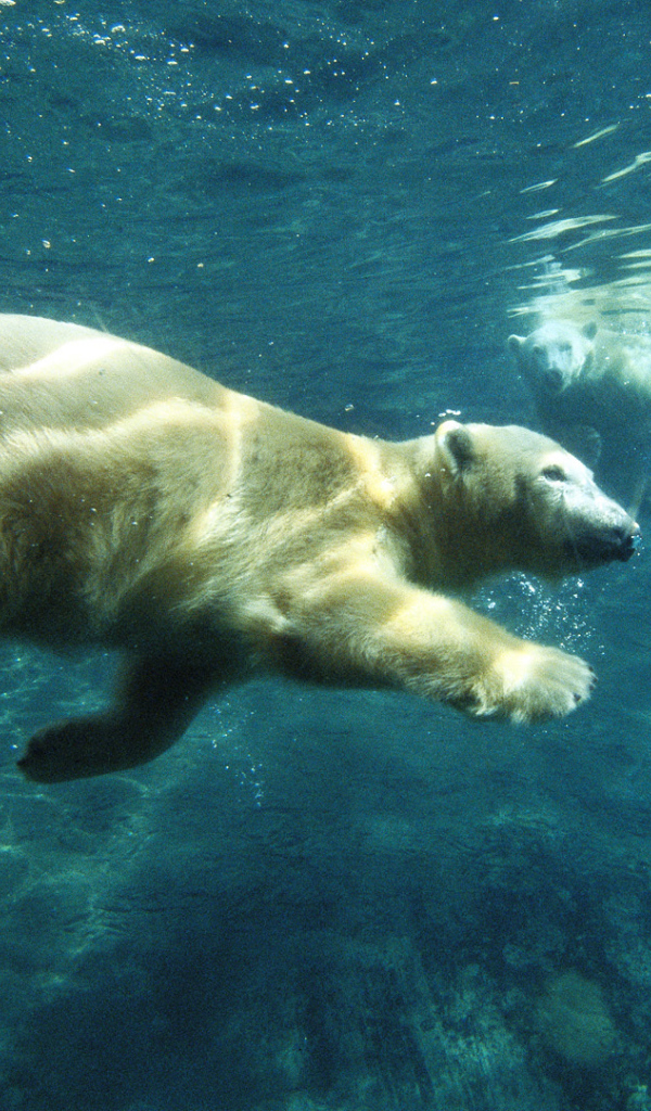 Белый медведь плывет под водой