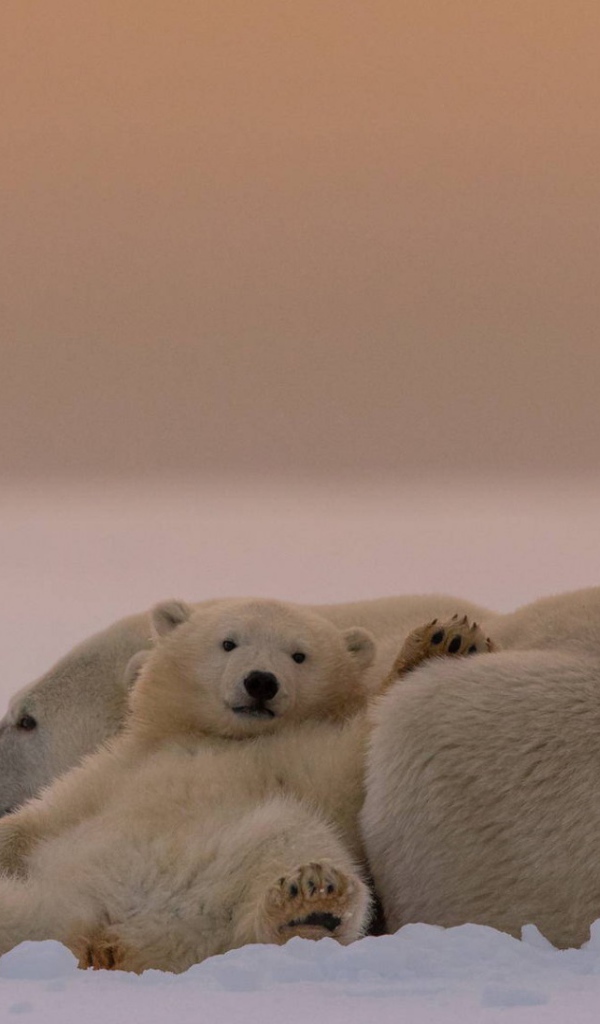 Белые медведи на снегу