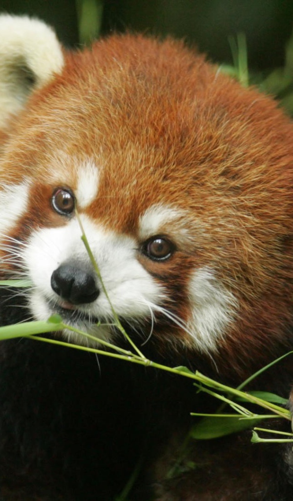 Рыжая панда