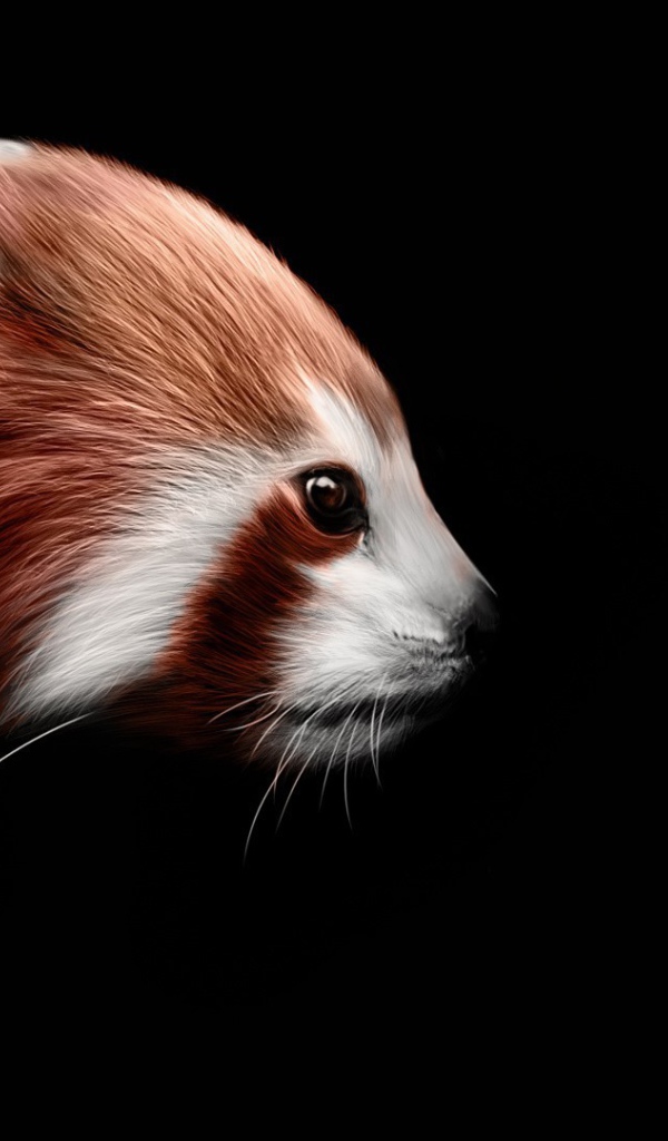 Red panda on a black background Desktop wallpapers 600x1024