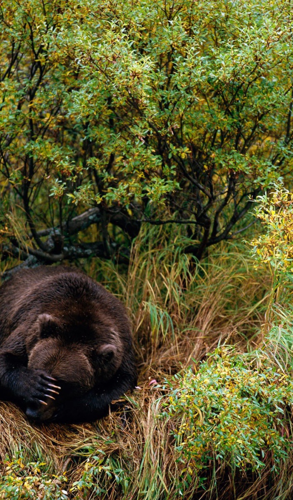 Медведь спит в траве