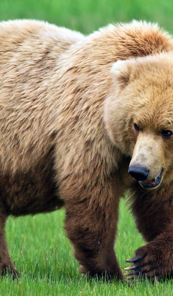 Медведь идет по траве