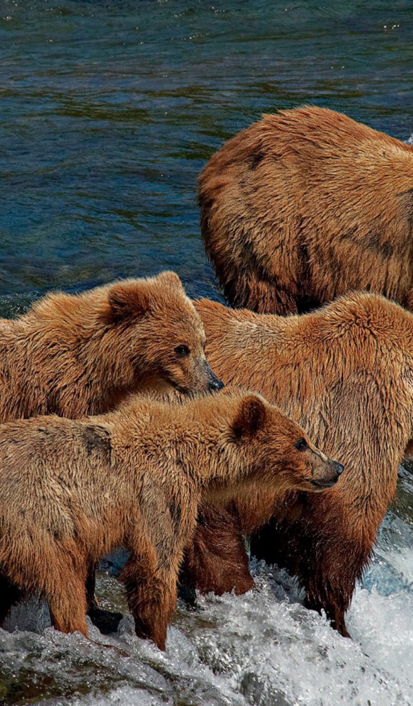 Семья медведей на рыбалке