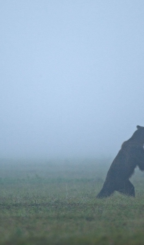 Встреча медведей