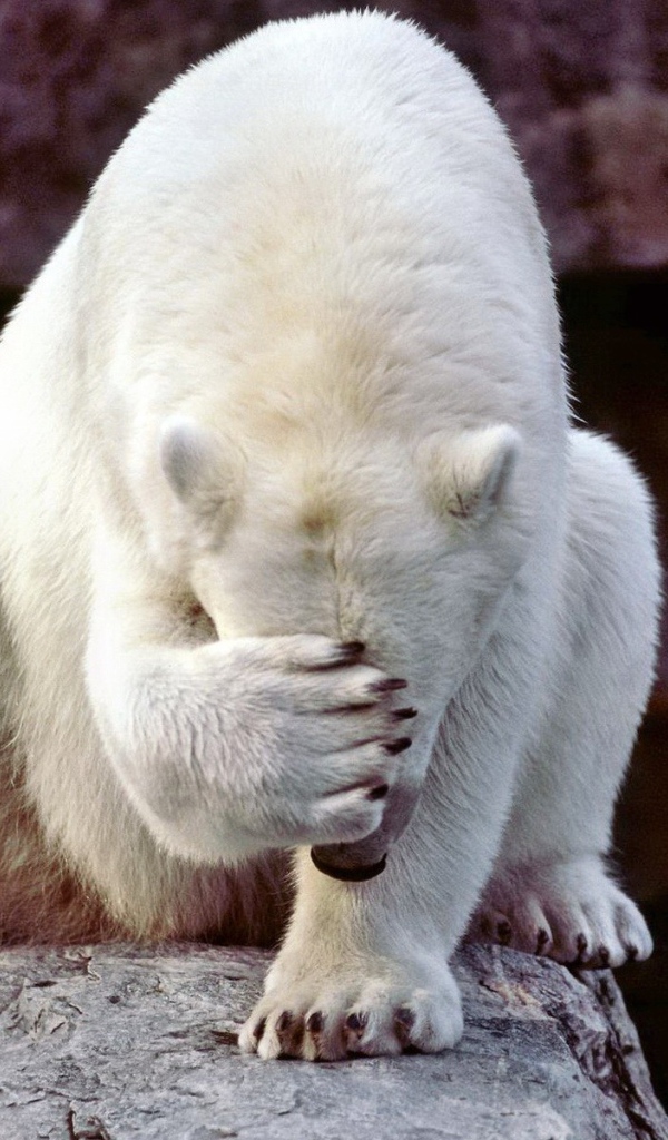  Белому медведю очень стыдно