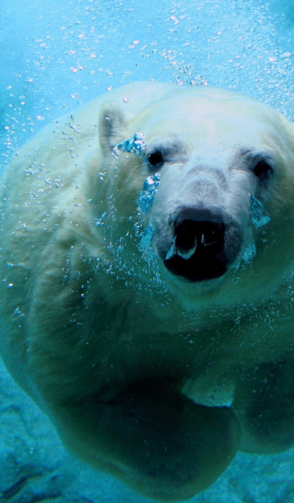 Белый медведь под водой
