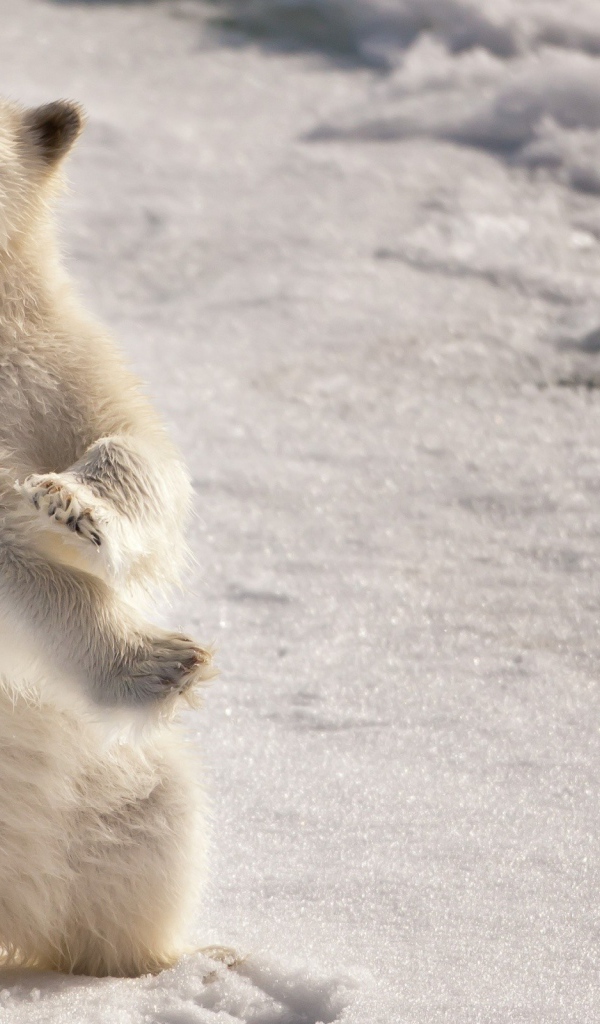 Белый медведь на задних лапах