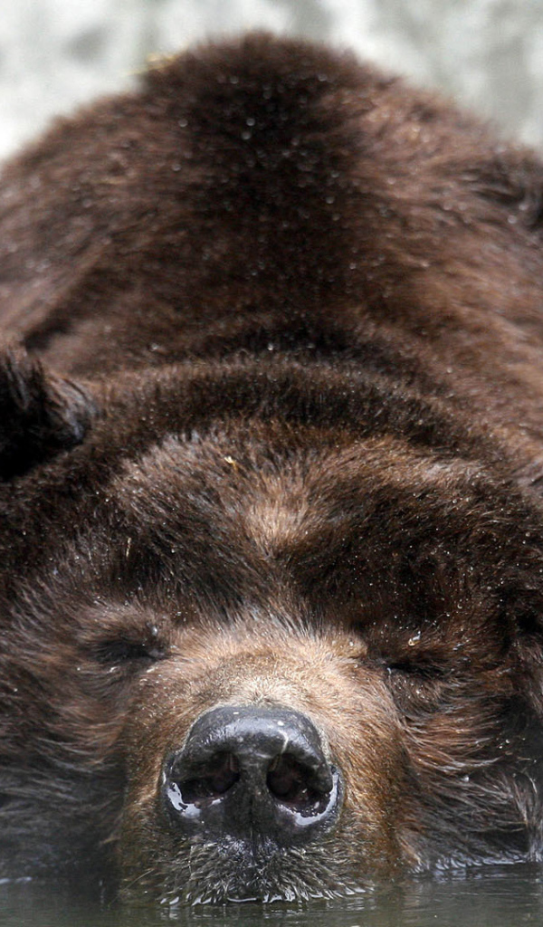 Медведь лежит в воде