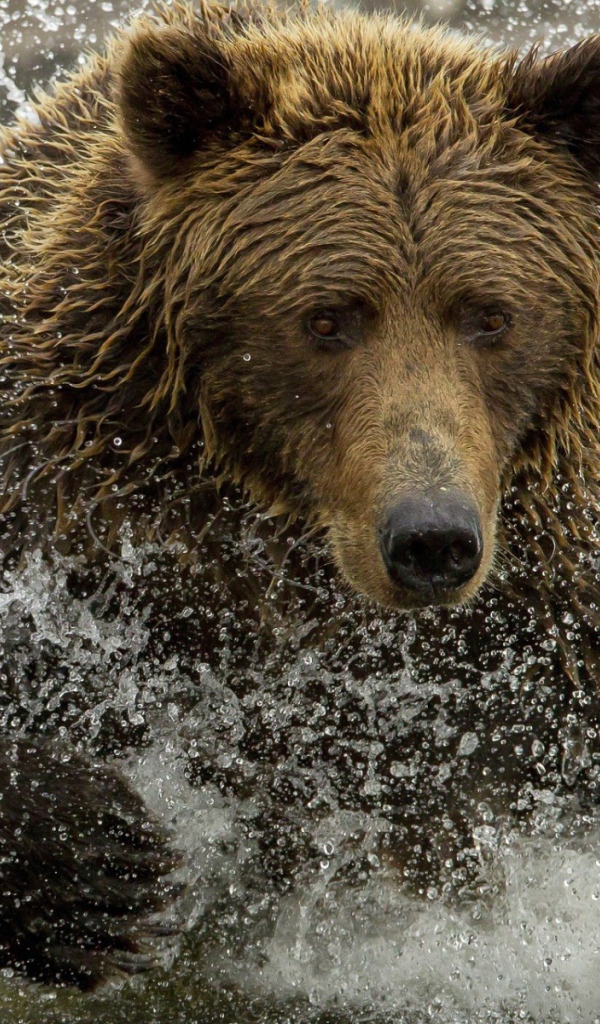 Медведь ловит рыбу