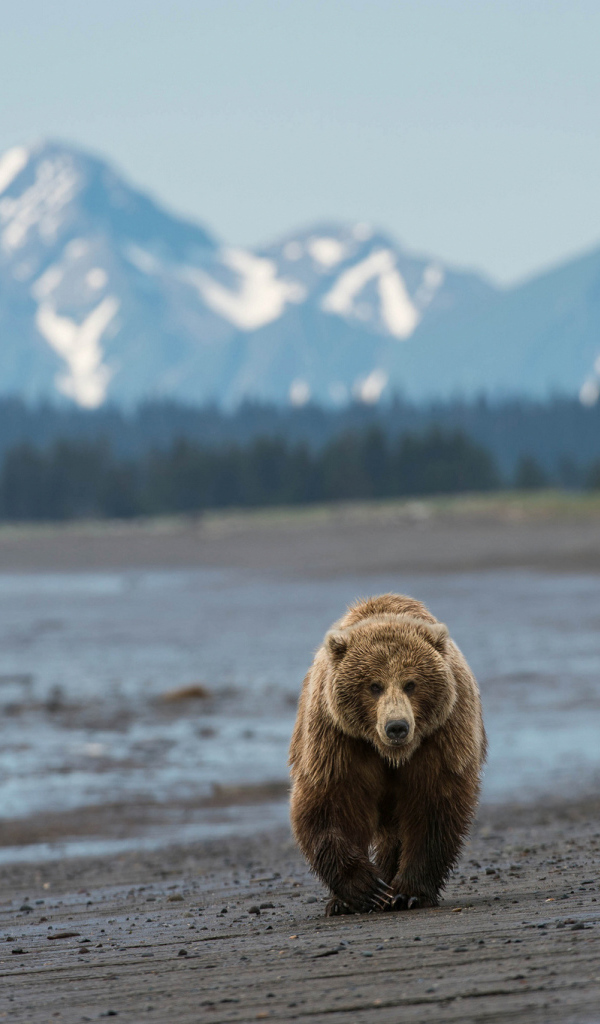 Медведь идет по пляжу
