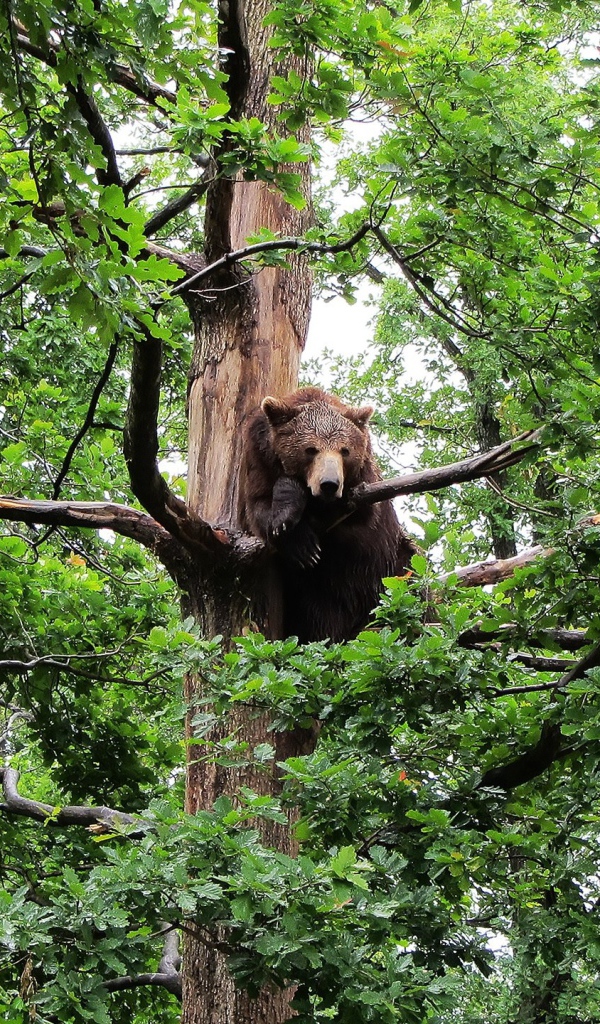 Медведь сидит на дереве