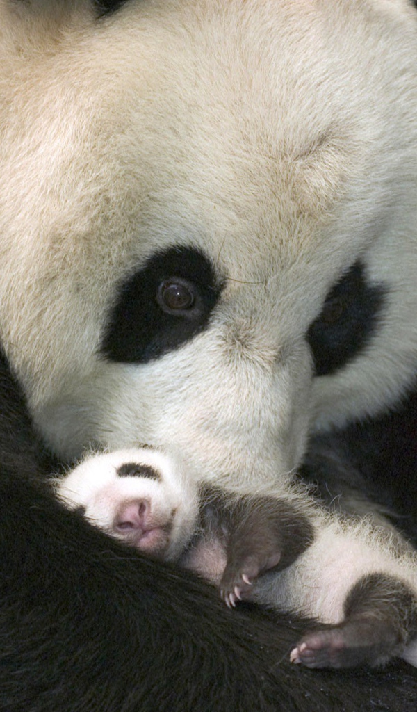 Панда с детенышем