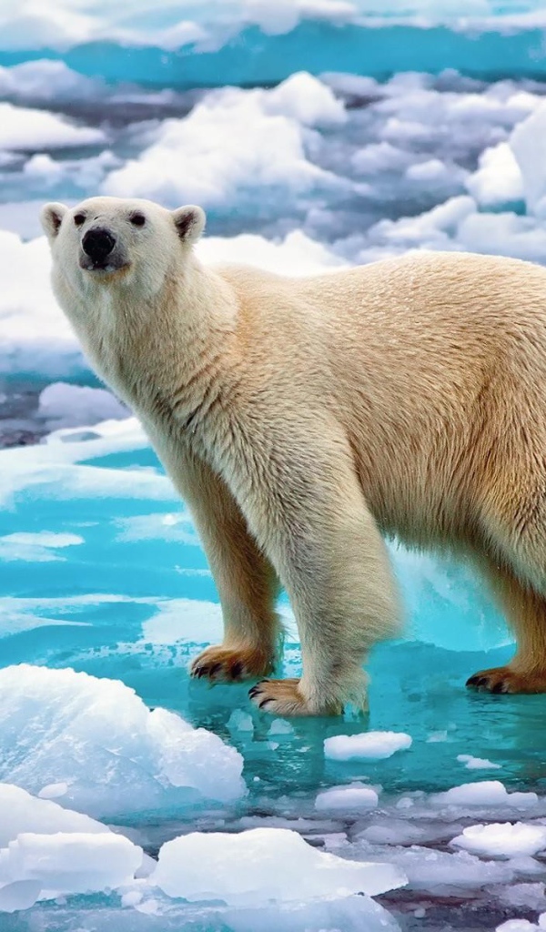 Белый медведь на льду