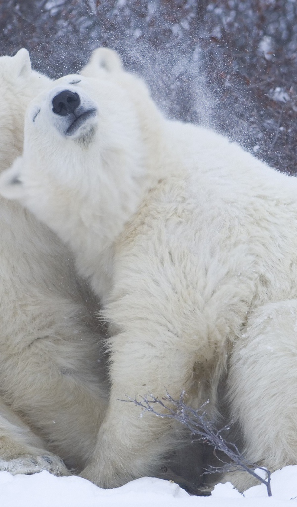 Белые медведи на снегу