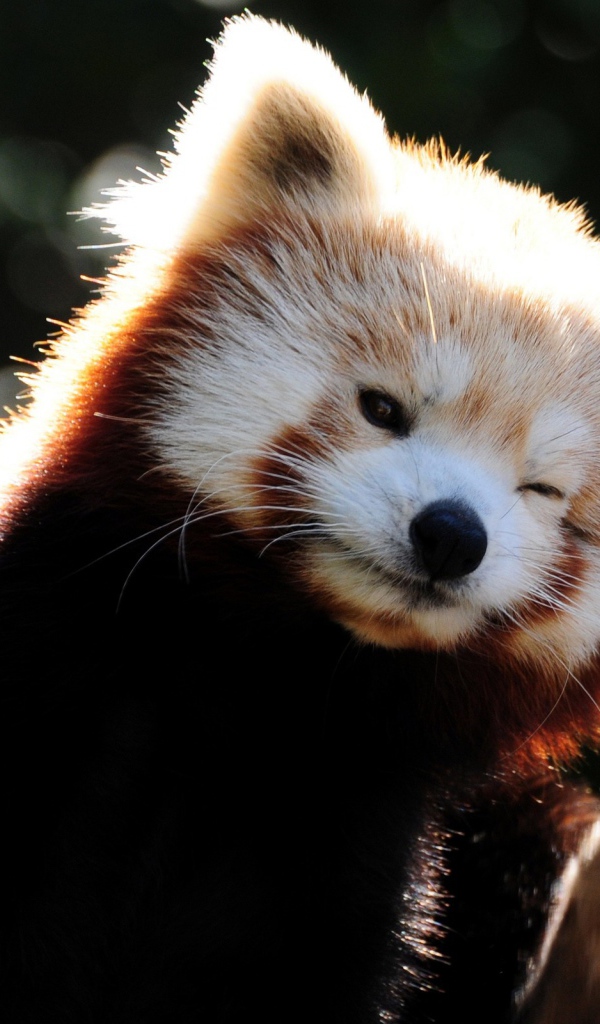 Красная панда подмигивает