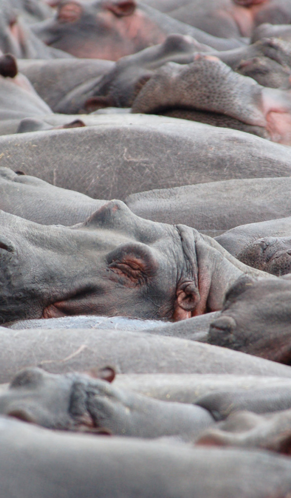 Стадо бегемотов